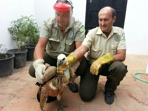 Agentes de Medio Ambiente rescatan un buitre leonado en Córdoba y otro en Carcabuey