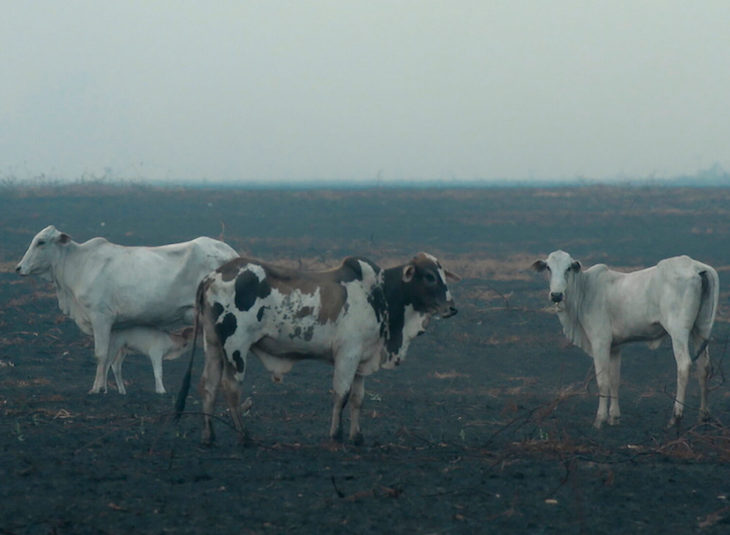 Industria cárnica y deforestación en Brasil