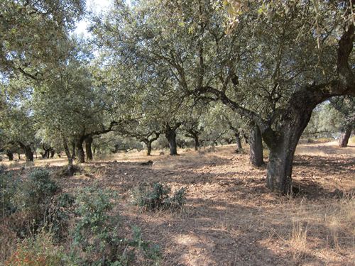 Extremadura. El Centro de Formación del Medio Rural de Navalmoral ofrece a escolares actividades de reforestación en dehesa