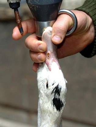 El PACMA se presentará al PE con un programa que pide prohibir la caza del lobo