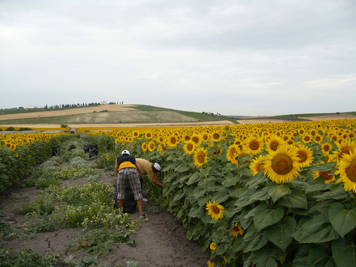 Herbicidas naturales a base de hojas de girasol