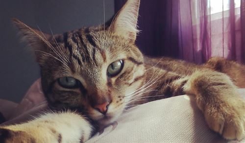 I Foro de Protección Felina