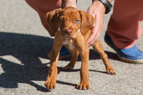 Las fiestas de San Antón incluirán seis puntos de adopción animal en el centro de Madrid