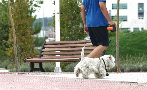 Las mascotas ayudan a reducir el riesgo de enfermedades coronarias