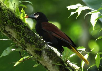 La Oropéndola Baudo descubierta en Antioquia