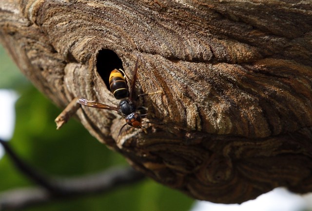 Equo pide al Gobierno datos sobre el impacto económico de la avispa asiática y medidas para combatirla