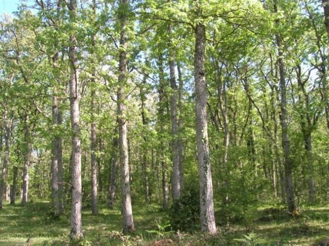 El Parque Natural de Izki acoge un taller de Pan Ecológico