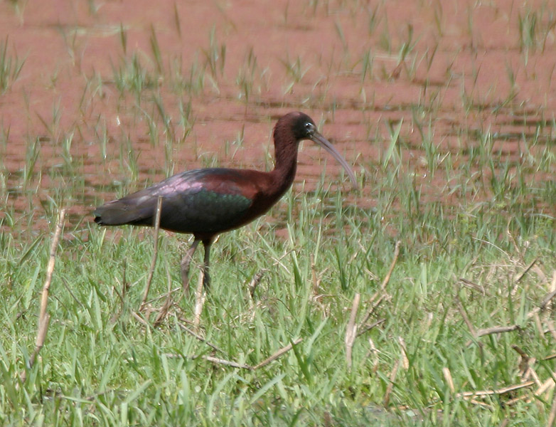 Piden que las listas rojas evalúen el estado de conservación de los grupos taxonómicos menos conocidos