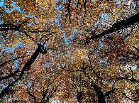 Se acelera deforestación en el Nordeste