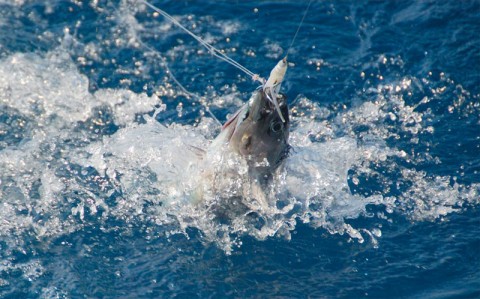 La pesca sostenible también tiene su certificado ecológico