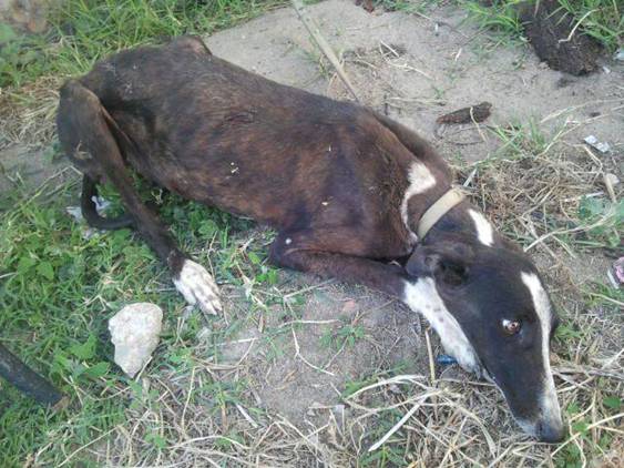 Un ‘delincuente’ abandona a un galgo atado a un árbol en Badajoz