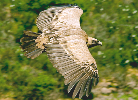 Censan 253 parejas de buitre leonado en Cañón del Río Lobos