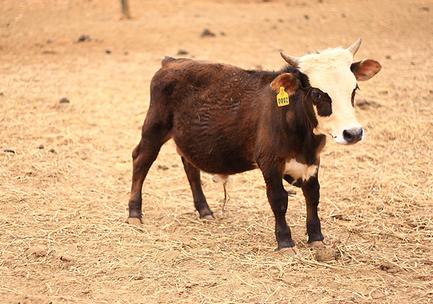 Crían mini vacas para reducir las emisiones de metano