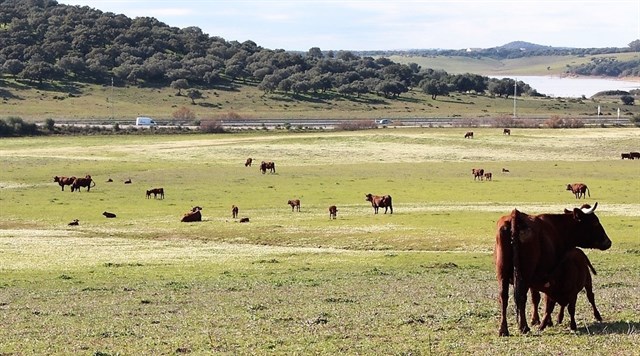 Andalucía pone en valor el carácter sostenible de la ganadería extensiva