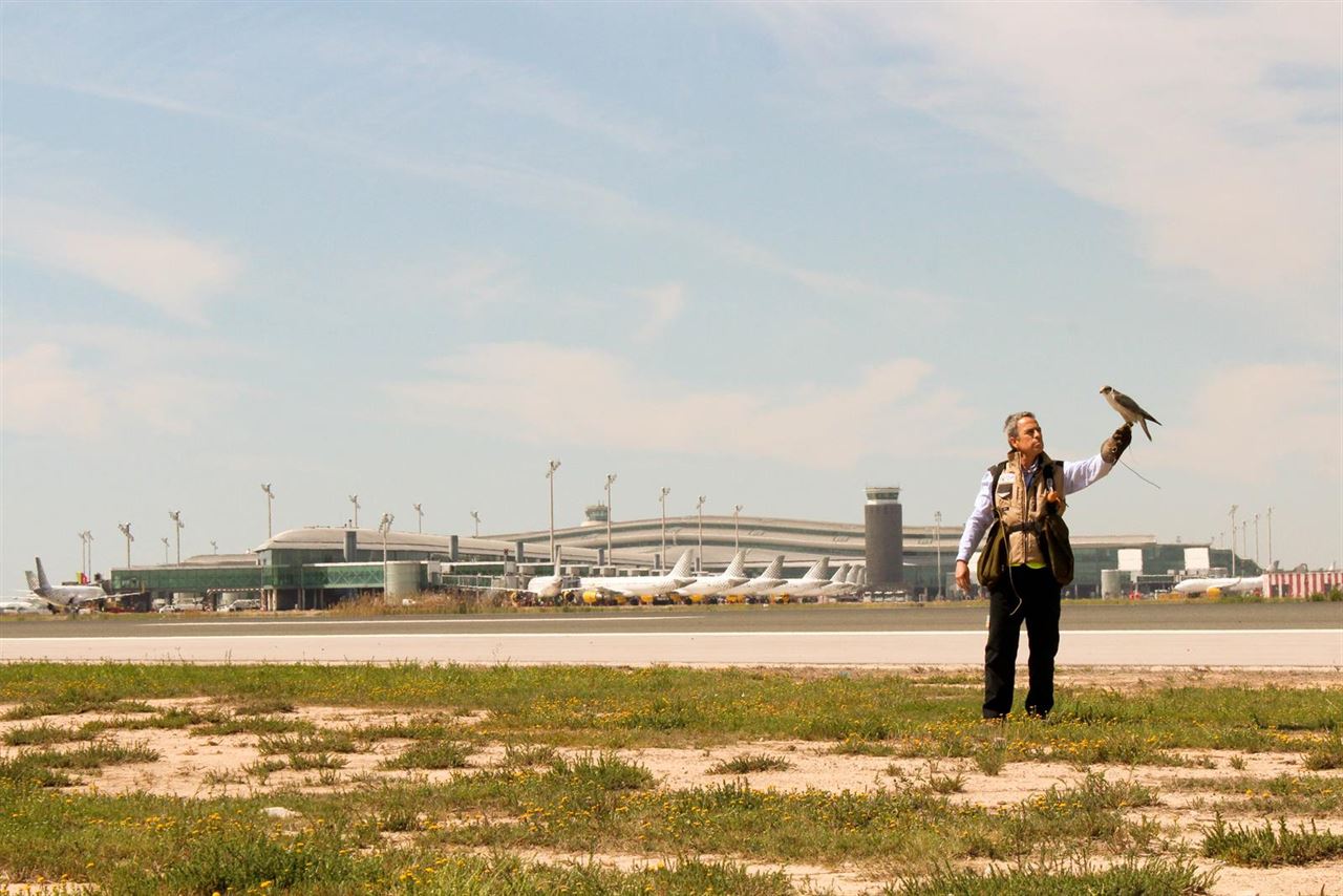 El servicio de cetrería del Aeropuerto de Barcelona cumple 20 años