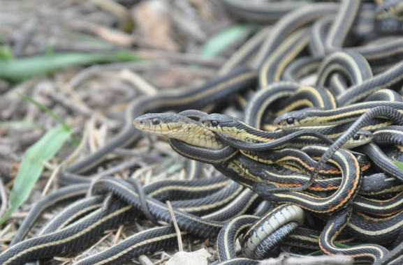 Serpientes obsesionadas con el sexo