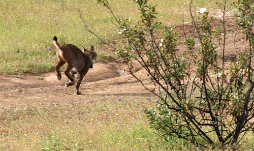 Vista una hembra de lince liberada en abril de 2012 en el sur de Ciudad Real