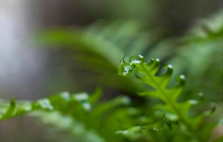 La junta estudia cuatro especies de helecho " prehistóricas y amenazadas" de los Alcornocales