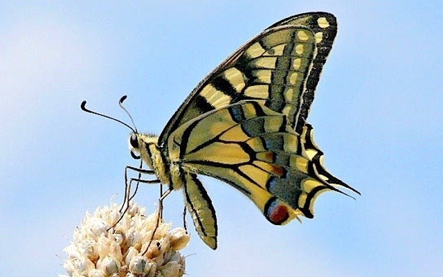 Zaragoza. La Biblioteca José Sinués inaugura la exposición fotográfica Mariposas de arcoíris