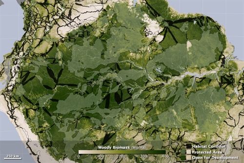 Delimitan miles de corredores compatibles con el desarrollo en la Amazonia para preservar las selvas que absorben más carbono