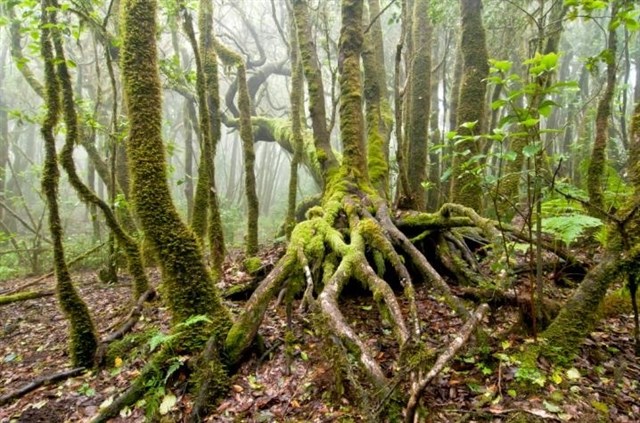 El Consejo Nacional Forestal
