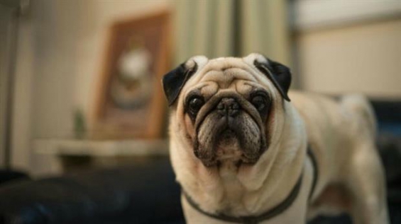 Biólogas argentinas crearon un test contra las enfermedades hereditarias de los perros