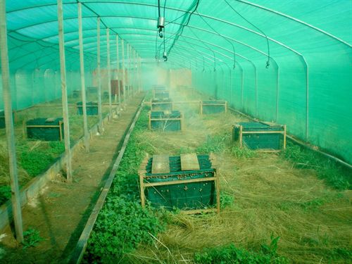 Dos hermanas burgalesas reivindican el medio rural con un proyecto de cría de caracoles premiado por el MARM