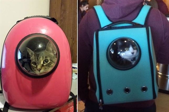 Originales mochilas para transportar gatos