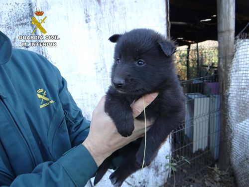 Cantabria. En Arenas de Iguña el SEPRONA localiza un criadero clandestino de perros