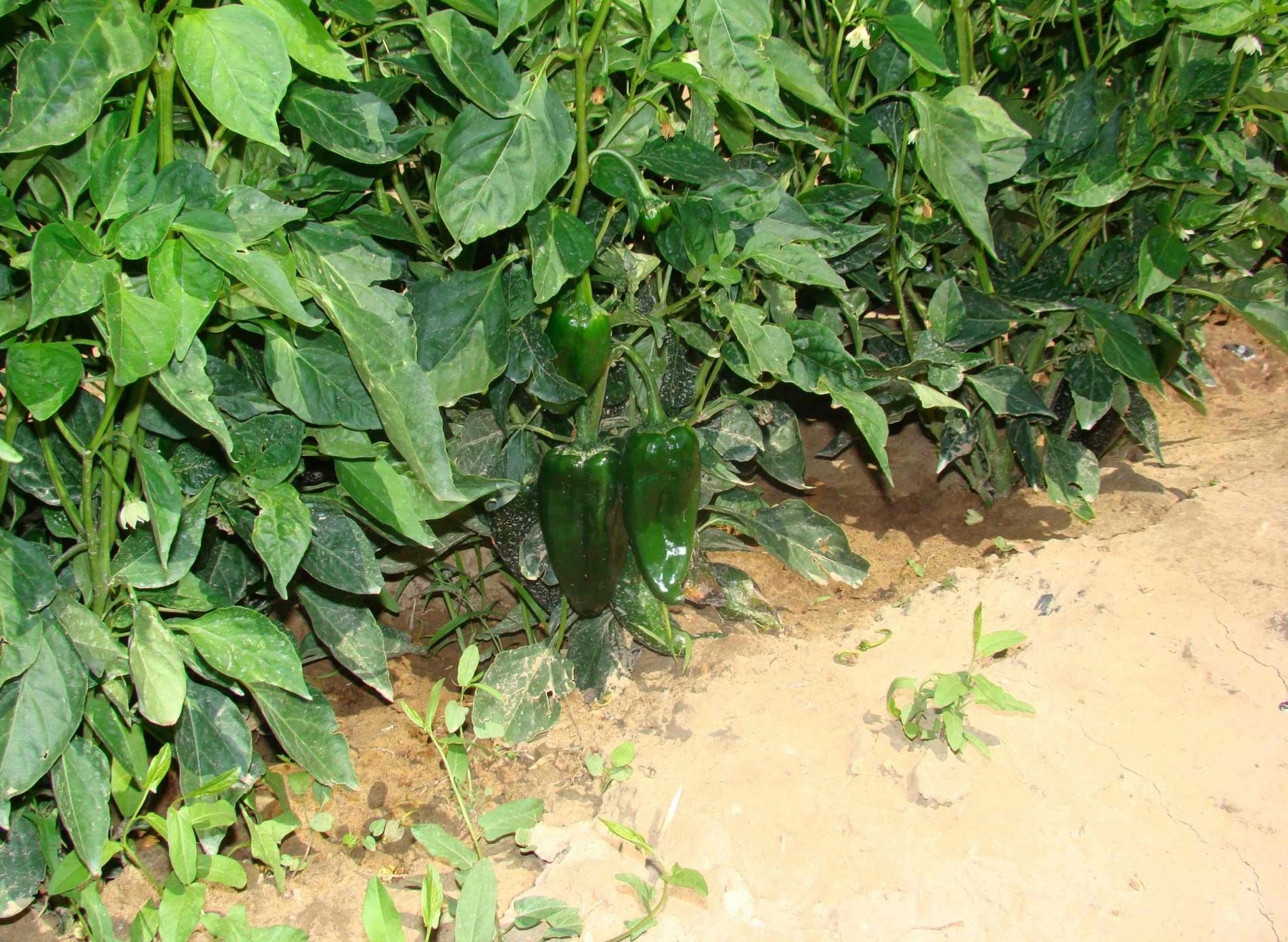 Hongos salvan cultivos de chile y jitomate de enfermedades