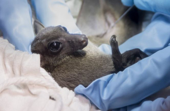 Analizando las posibles enfermedades que los animales transmiten a las personas