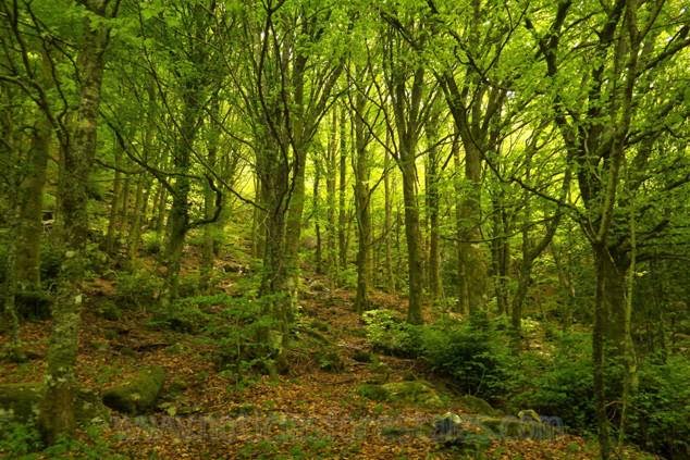 Aprobada la Ley de Montes