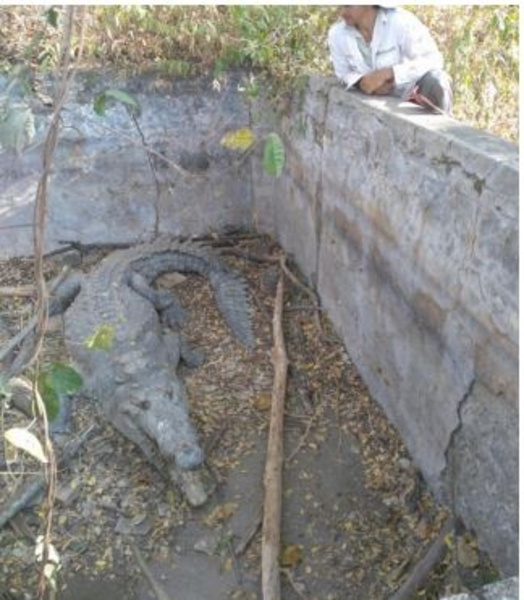 Costa Rica. Este es el rescate de 3 cocodrilos