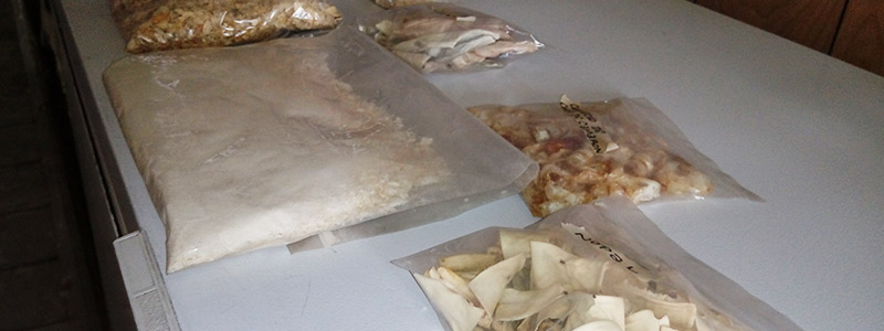 Coyote Foods: de científicos a empresarios