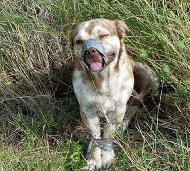 Rescatan a un perro que había sido abandonado a su suerte con el hocico y las patas atadas con cinta americana