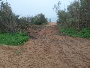 El Puerto de Santa María (Cádiz) ‘fulminan’ una zona de hábitat del Camaleón