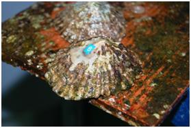 Proyecto para salvaguardar la Patella ferruginea