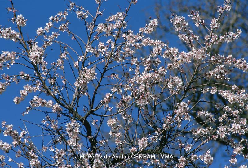 Medio Ambiente destina un millón de euros para apoyar las plantaciones de almendro afectadas por la sequia