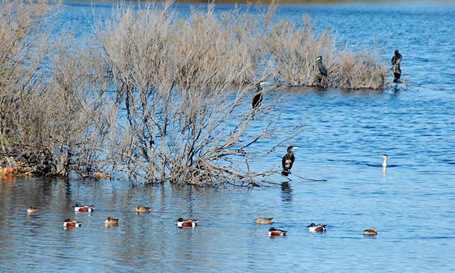 Jerez acogerá el Congreso Nacional de Conservación de Humedales