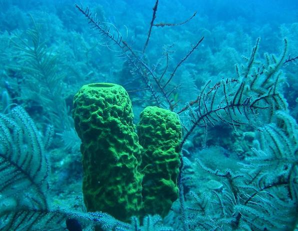 El calor mata a corales caribeños