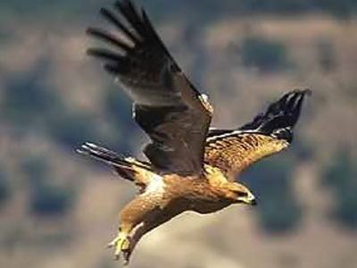 Nace el primer águila imperial ibérica reproducido en cautividad