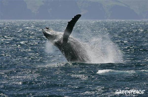 Se limitarán los permisos para ‘caza científica’ de ballenas