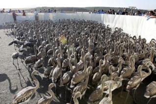 Anillan a medio millar de pollos de flamenco en las Marismal del Odiel