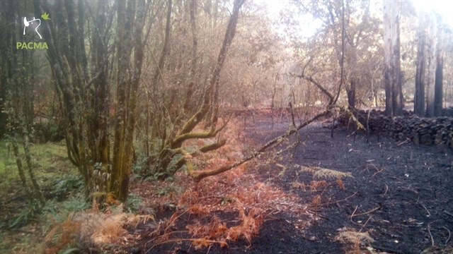 El PACMA pide al Gobierno un plan coordinado por Protección Civil para evacuar animales en incendios e inundaciones