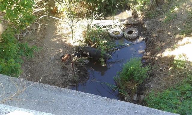 Cerdos vietnamitas ‘invaden’ el arroyo del Molino de Pelayos de la Presa (Madrid)