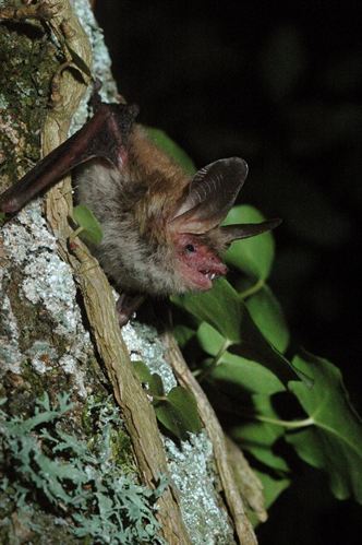 Andalucía finaliza un estudio para identificar las zonas arboladas de interés para la conservación de los murciélagos forestales