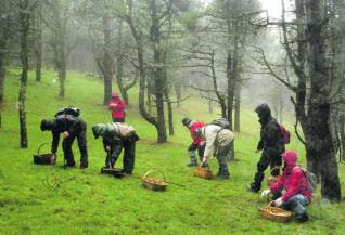 Soria y La Rioja se coordinan para luchar contra los recolectores de setas no autorizados