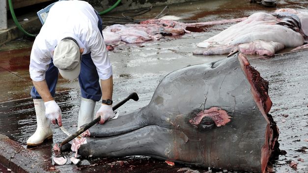 Japón sigue con su estúpida mentira de cazar ballenas con fines científicos