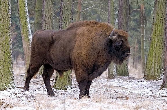 Los europeos temen recortes en la protección de la naturaleza