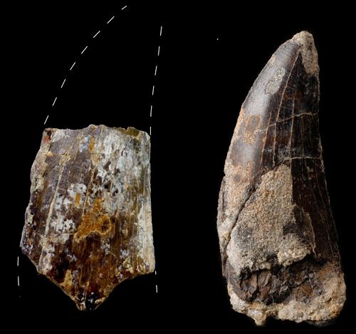 Nuevos fósiles de grandes dinosaurios carnívoros de 145 millones de años en Teruel